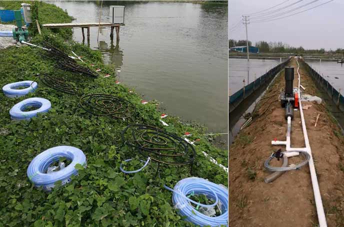 水產養殖羅茨草莓视频污视频